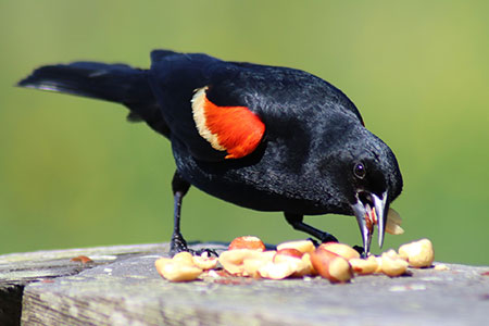 Photo: Red-winged blackbird . Photo courtesy of JudaM from Pixabay