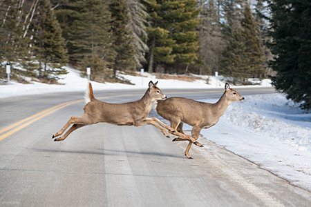 Photo: Deer