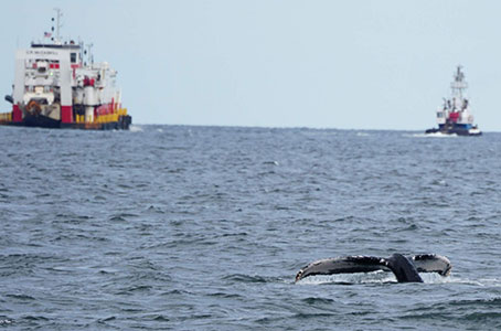 Photo: Gotham Whale. Photo courtesy of Celia Ackerman