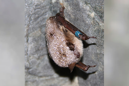 Photo: Hibernating little brown bat cc Eden Buenaventura