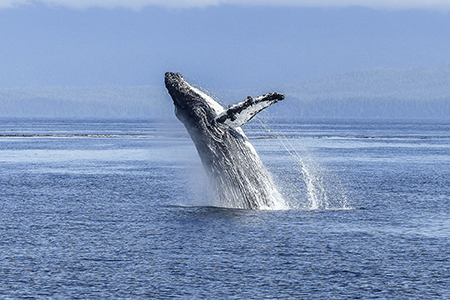 Photo: Humpback whale - Pixabay