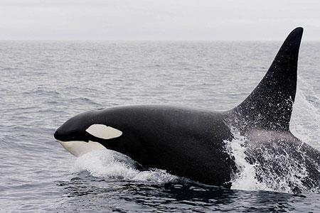 killer whale orca breaching the ocean, CC0 Pixabay Skeeze