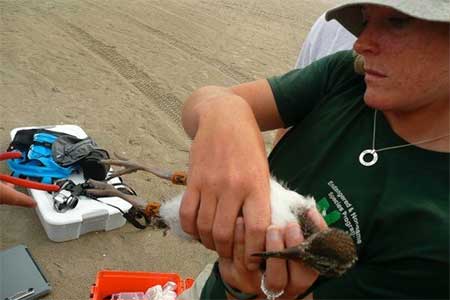 Dr. Brooke Maslo holding an American oystercatcher