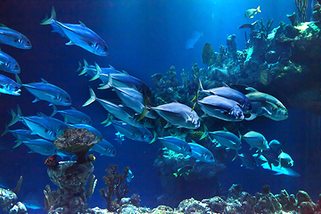 Photo: School of fish in aquarium