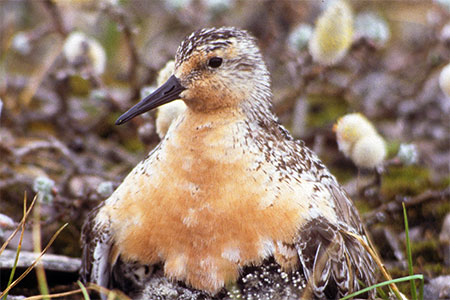 red knot, Photo credit: Mark Peck, Royal Ontario Museum