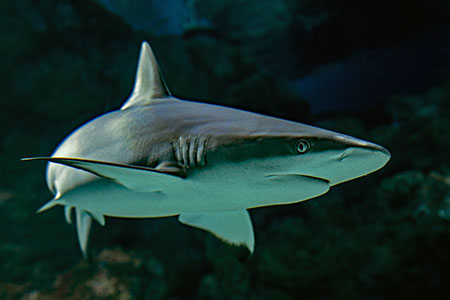 Shark. Photo by David Clode on Unsplash.