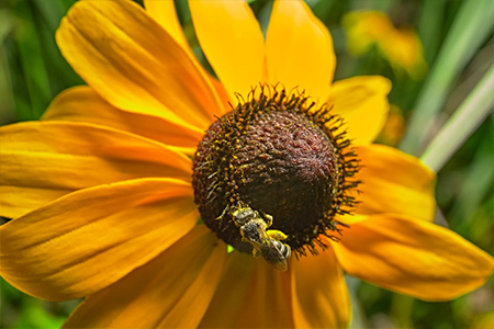 Photo: Bee on plant