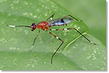 Photo: stilt legged fly; photo taken in Costa Rica during the 2015 Bioblitz; Image courtesy of Lena Struwe (CC BY-NC-SA 2.0) https://creativecommons.org/licenses/by-nc-sa/2.0/