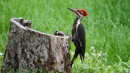 undergraduate-wood-pecker-1cc-kim-russell.jpg