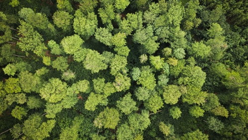 Ecosystem treetops from the sky