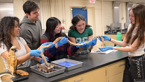 Students holding and examining a snake in EENR vertebrate zoology class