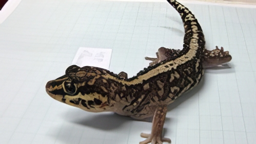 Madagascar Ground Gecko