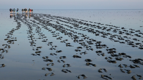 Group walking on a beach