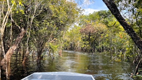 Rain Forest cc Anthony Vastano