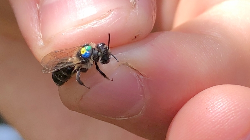 Andrena parnassiae marked