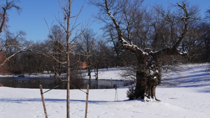 Young bur oak and old elm tree in background