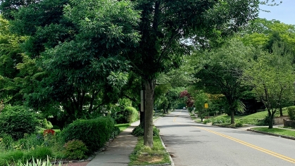 Tree on a street