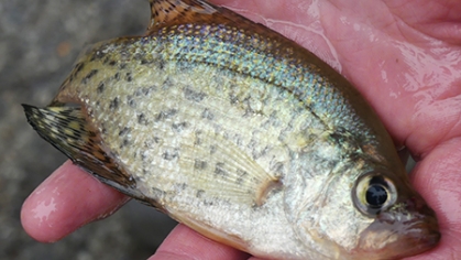 BlackCrappie iNat cc Nicolas Pollock