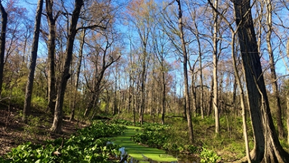 Trees in the Hutcheson Memorial Forest