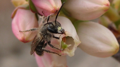 Andrena blueberry cc F. Benjamin
