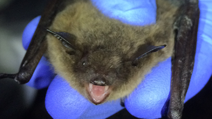 Bat cc Gignoux Wolfsohn