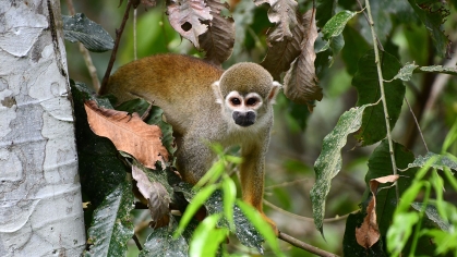 monkey in the rainforest cc anthony vastano