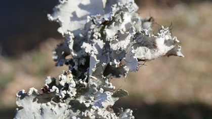 Lichen cc Lena Struwe