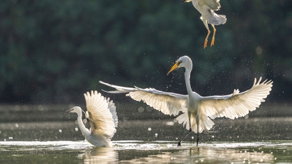 Egrets in water