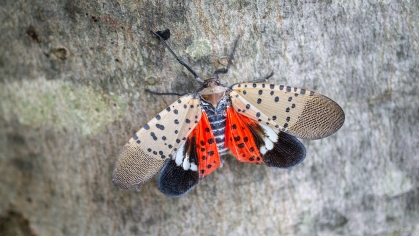 Spotted lantern fly with open wings