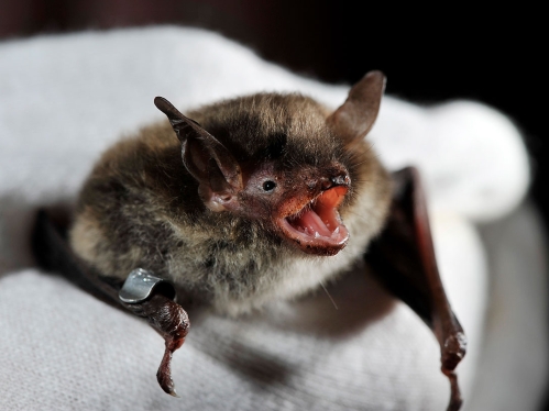 Bat