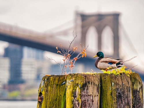 Duck on a dock near Brooklyn bridge