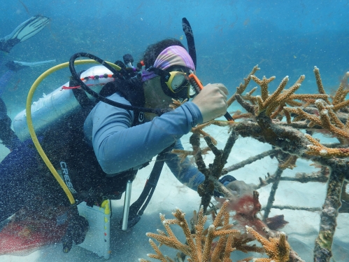 Coral nursery
