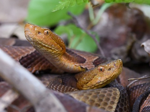 Eastern copperhead snake
