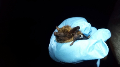 bat_in_hand-1-2100.jpg