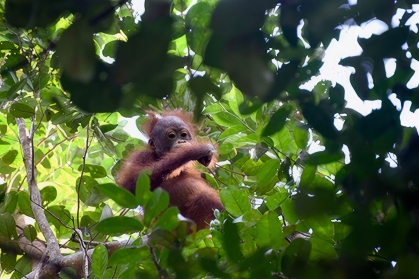 Orangutan