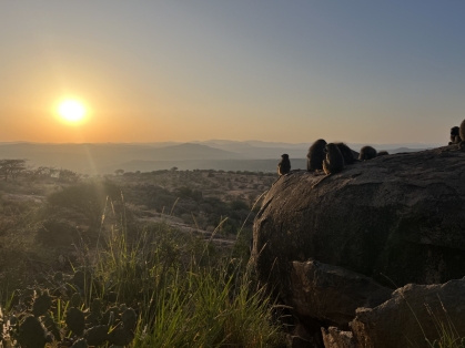 Olive Baboons enjoying the sunrise in Il Polei, Kenya