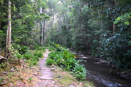 A path next to a creek in the rainforest