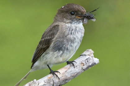 YN Eastern phoebe