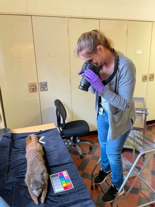 Lindsey Hauff taking photo of preserved lemur from the 1920s