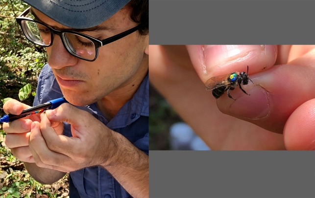 Max McCarthy studying metapopulations of a rare specialist bee, Andrena parnassiae