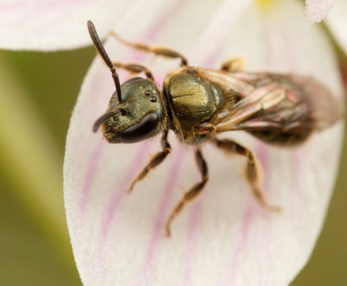 Dialictus bee