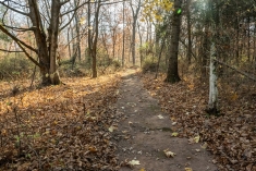 Rutgers Hutcheson Memorial Forest