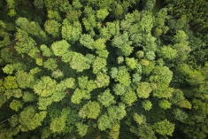 Ecosystem treetops from the sky