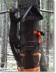 animal climbing up a tree