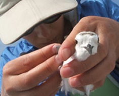 ENR student inspecting a bird