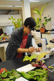 Plant Diversity And Evolution Lab