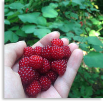 Photo: wineberry berries
