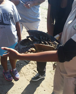 Photo: Chloe Lewis holding a horseshoe crab