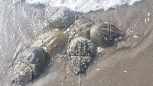 Photo: horseshoe crabs