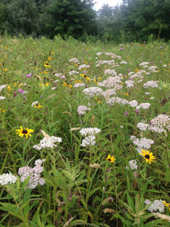 Photo courtesy of Rosy Tucker; a meadow at Medford Wildlife Management Area